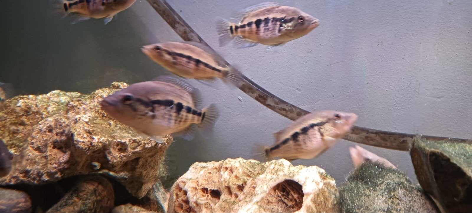 Parachromis Dovii jongen, Dieren en Toebehoren, Vis, Zoetwatervis