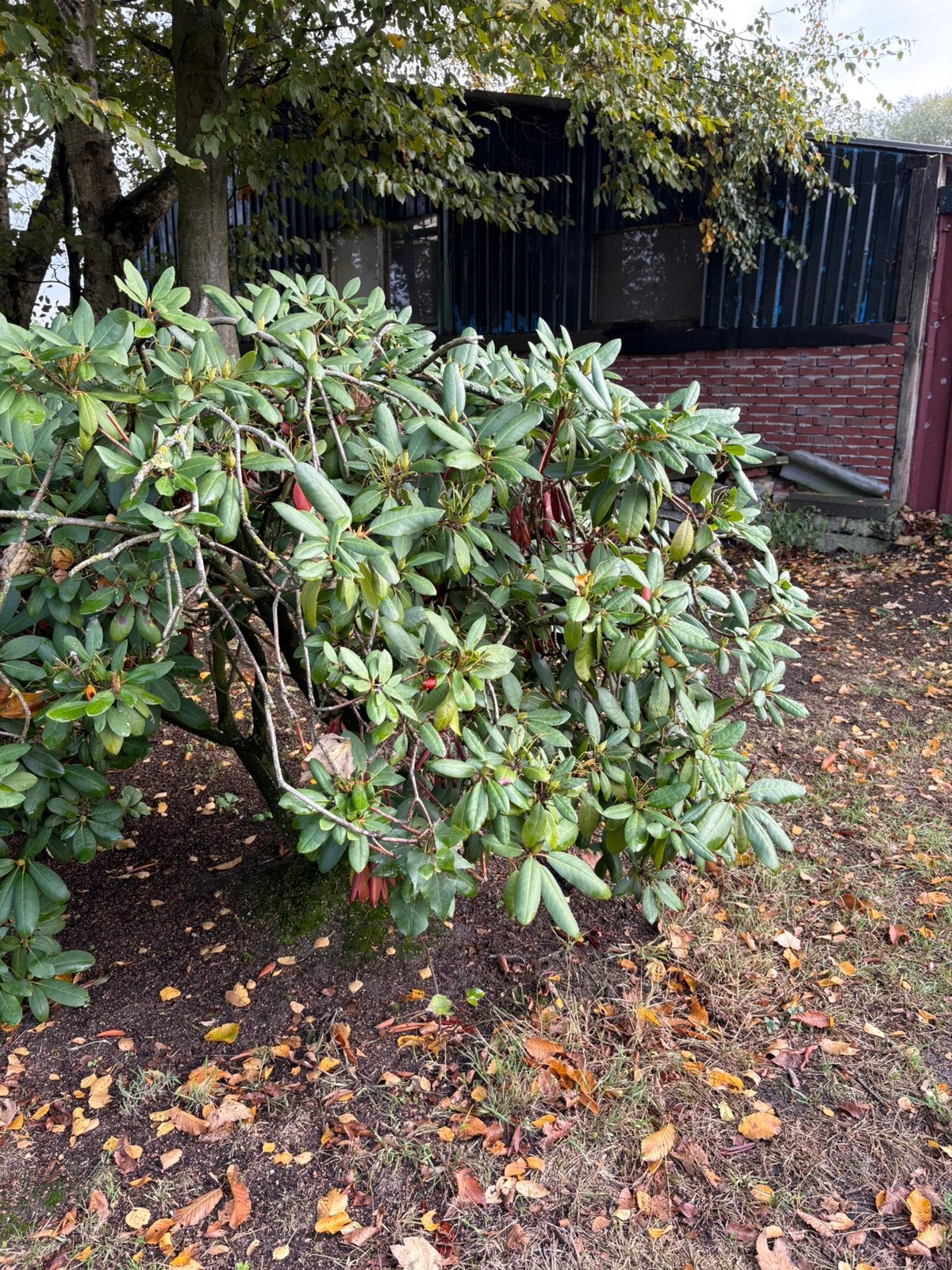 GRATIS rhodondendron, Ophalen, Rhododendron, Minder dan 100 cm