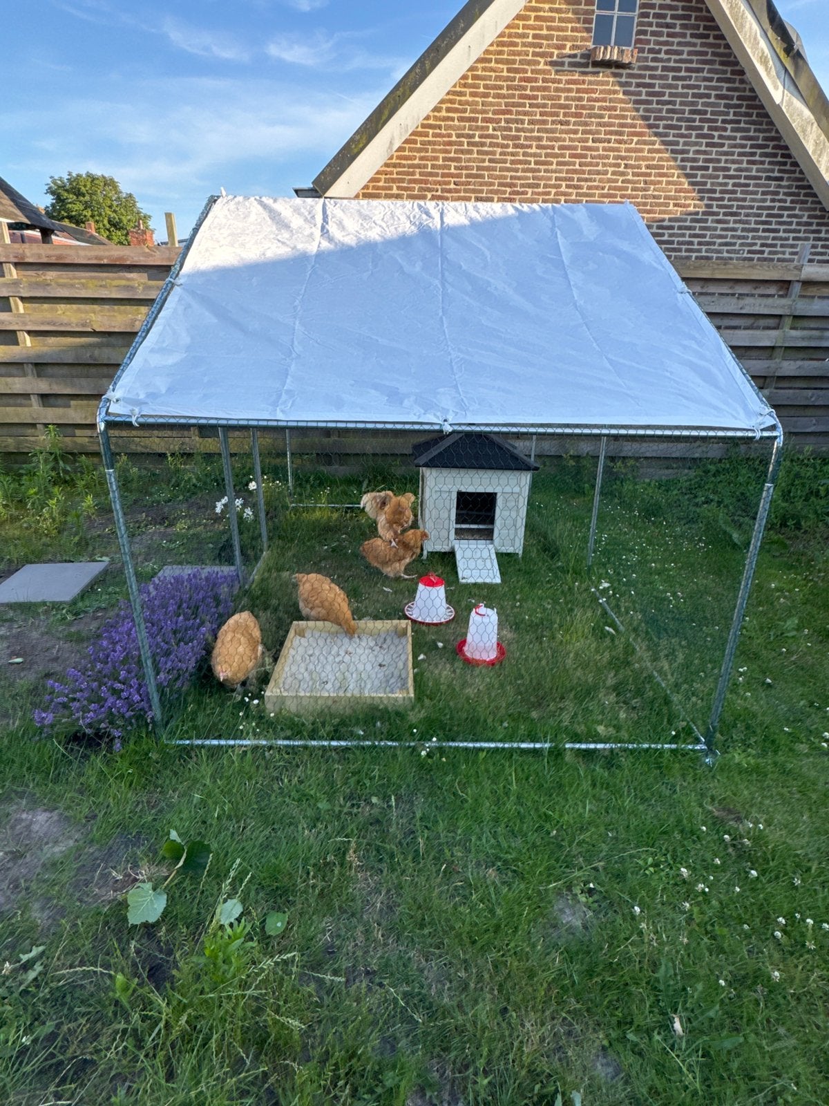 Kippenren/ konijnenren 2x3x2m, Ophalen, Zo goed als nieuw, Kippenhok of Kippenren