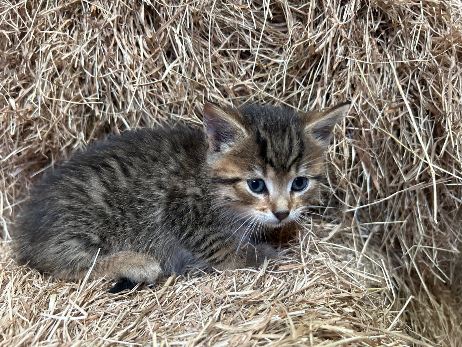 Kittens, Dieren en Toebehoren, Meerdere dieren