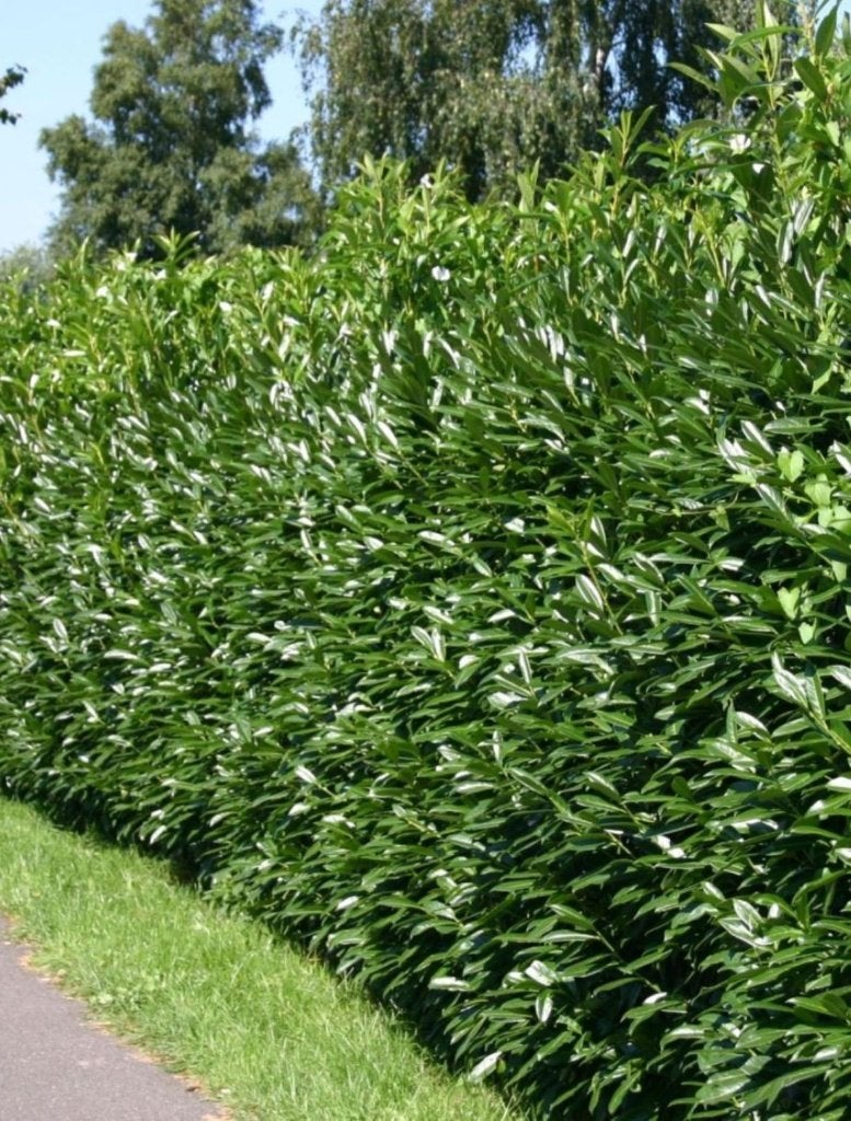 Prunus laur. 'Caucasica', Laurier 40-60 cm, Ophalen of Verzenden, Laurier, Struik, Minder dan 100 cm