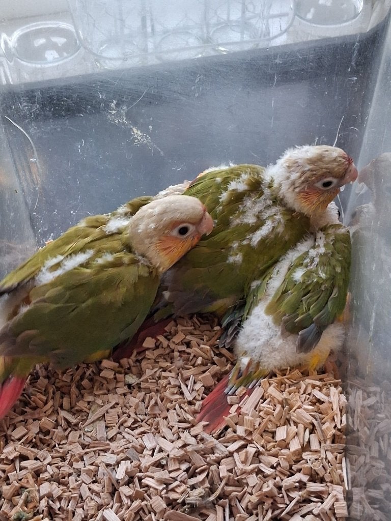 baby pyrrhura.s, Dieren en Toebehoren, Geslacht onbekend, Parkiet, Geringd