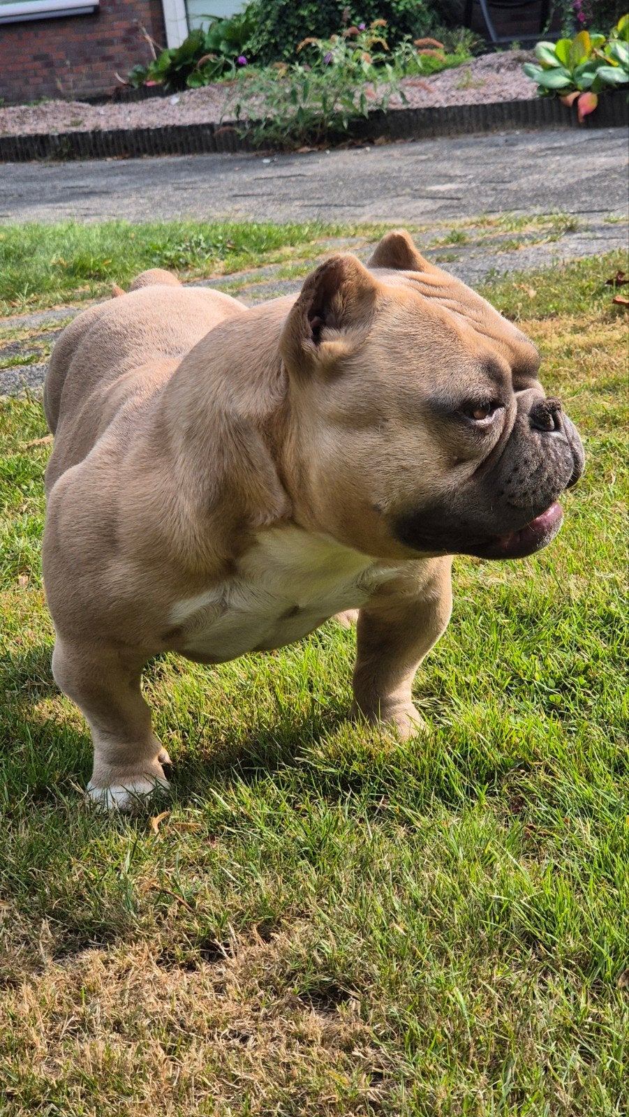 American Bully Micro Reu, Reu, Bulldog, Eén hond, 3 tot 5 jaar
