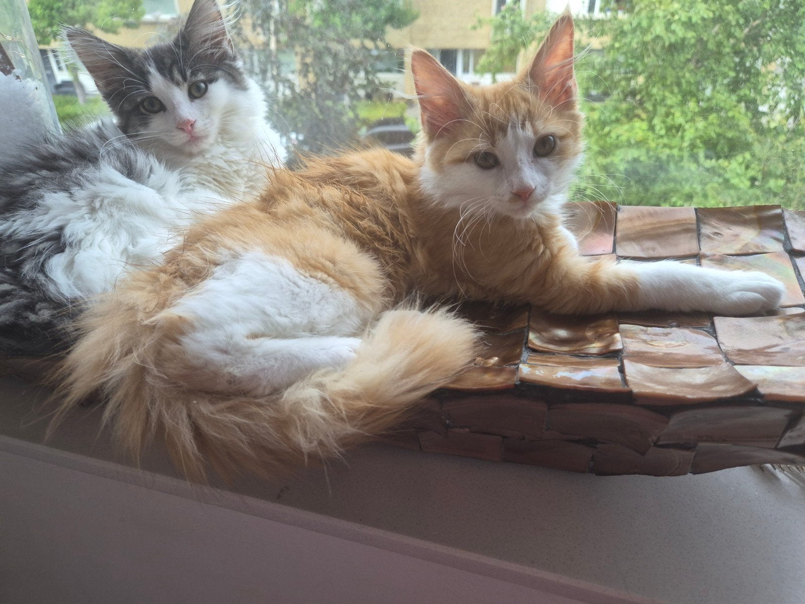 Maine coon kittens, Meerdere dieren, Ontwormd