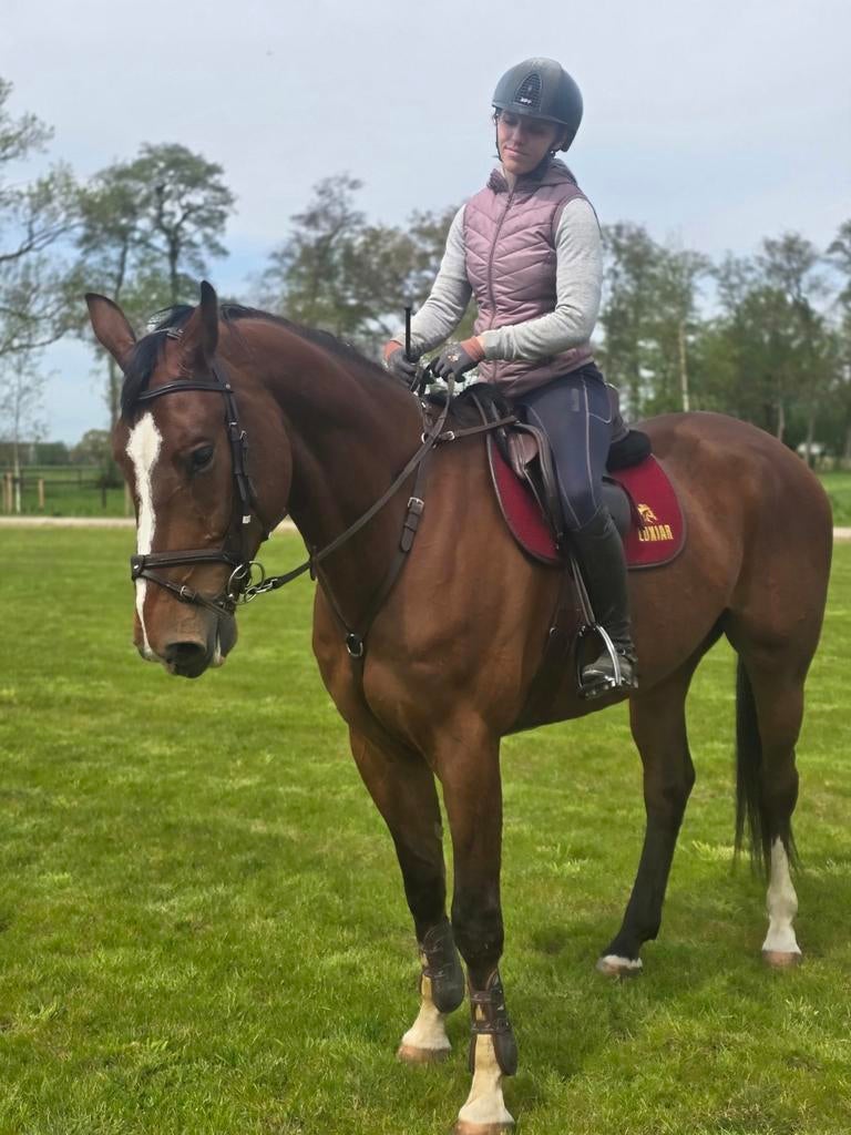 Te koop: brave ruin (2020) – eerlijke partner, Ruin, Recreatiepaard, Met stamboom, B