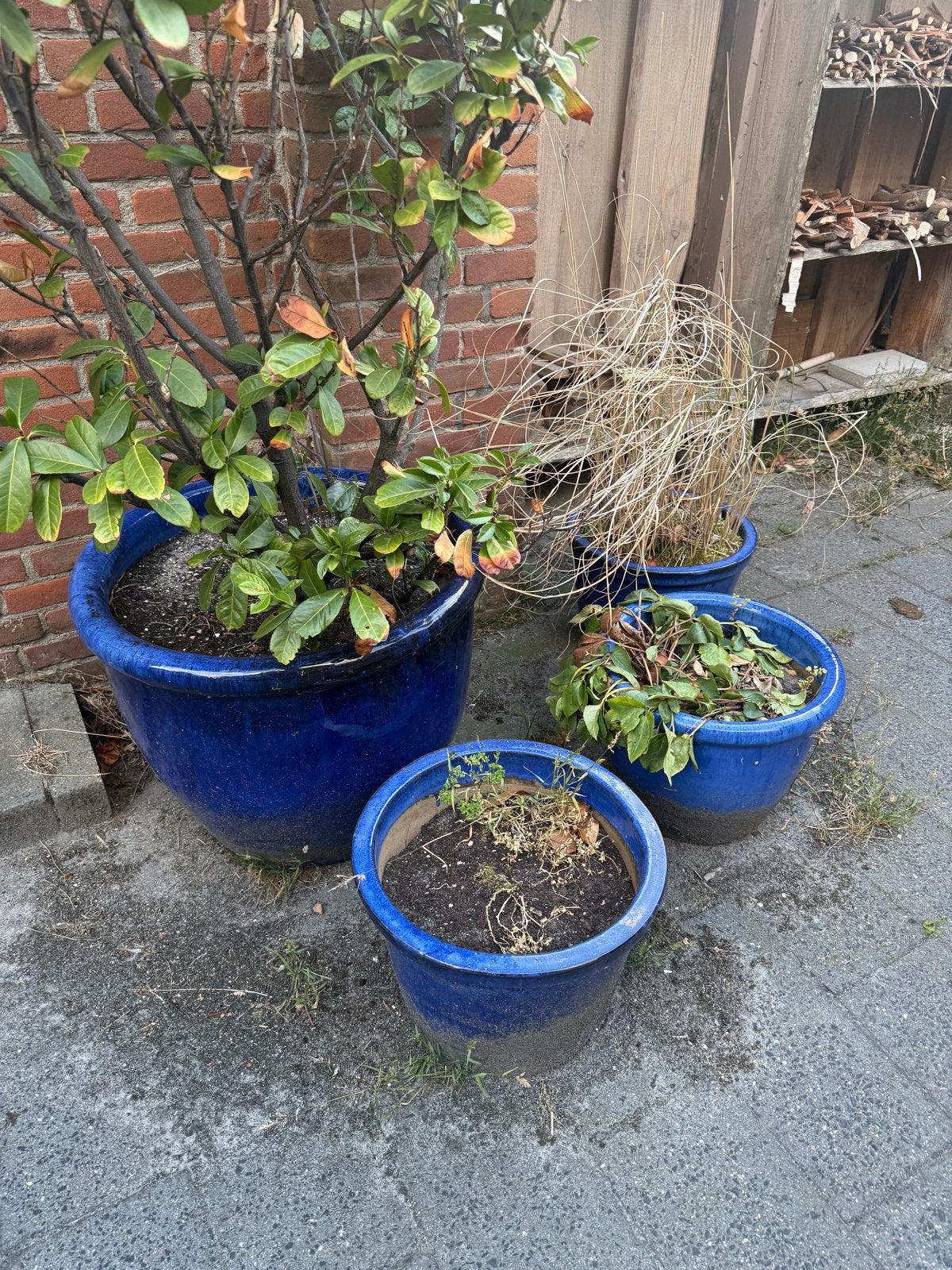 Set van 4 geglazuurde blauwe potten met planten, Ophalen, Gebruikt, Balkon, 40 cm of meer