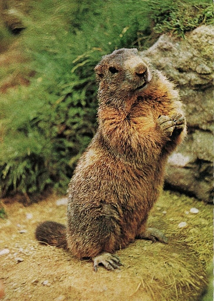 Marmot  op de Gross Glockerner 360, Verzamelen, Ansichtkaarten | Dieren, Ophalen of Verzenden, 1980 tot heden, Gelopen, Knaagdier