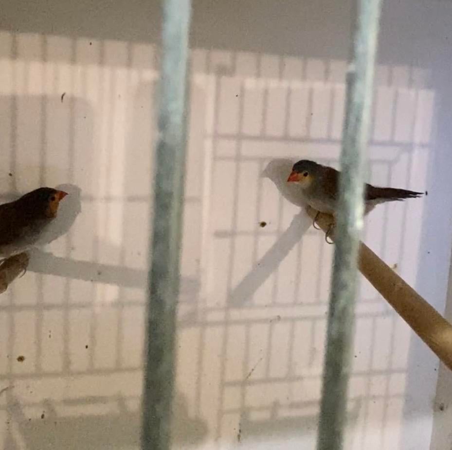 2 oranjekaakjes (2023), Dieren en Toebehoren, Vogels | Overige Vogels, Geslacht onbekend