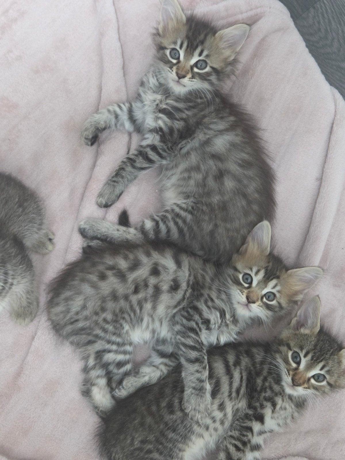 super mooi nestje  bengaal bengaalse x maincoon, Dieren en Toebehoren, Katten en Kittens | Raskatten | Langhaar, Meerdere dieren