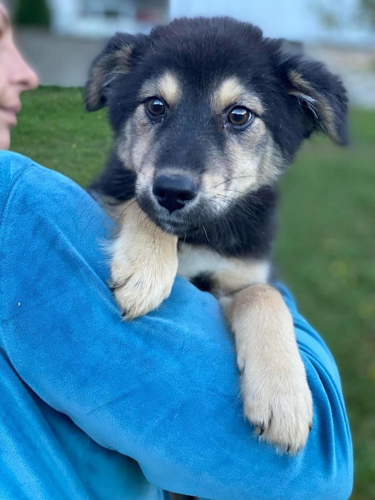 Spoed!! Opvanggezinnen gezocht. Winter op komst!, Dieren en Toebehoren, Honden | Niet-rashonden, Particulier, 15 weken tot 1 jaar