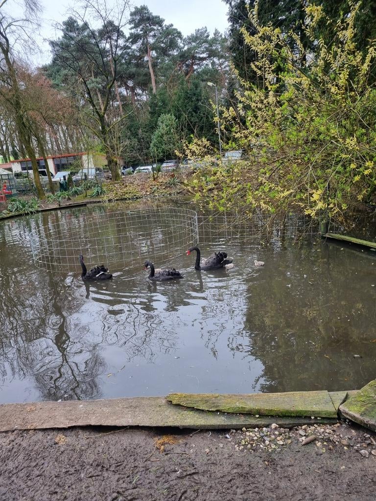 Gezocht zwarte zwaan man teelbaar, Dieren en Toebehoren, Pluimvee, Mannelijk, Gans of Zwaan