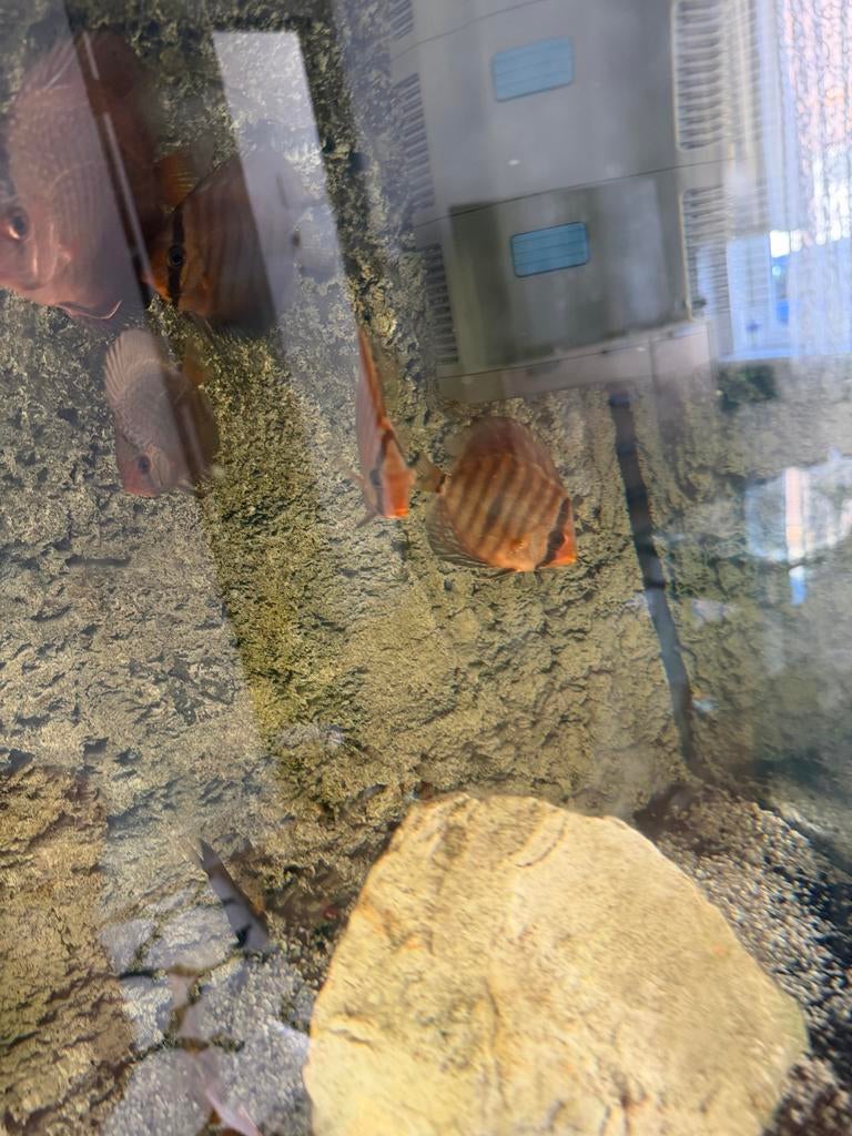DİSCUS, Dieren en Toebehoren, Vissen | Aquariumvissen, Vis