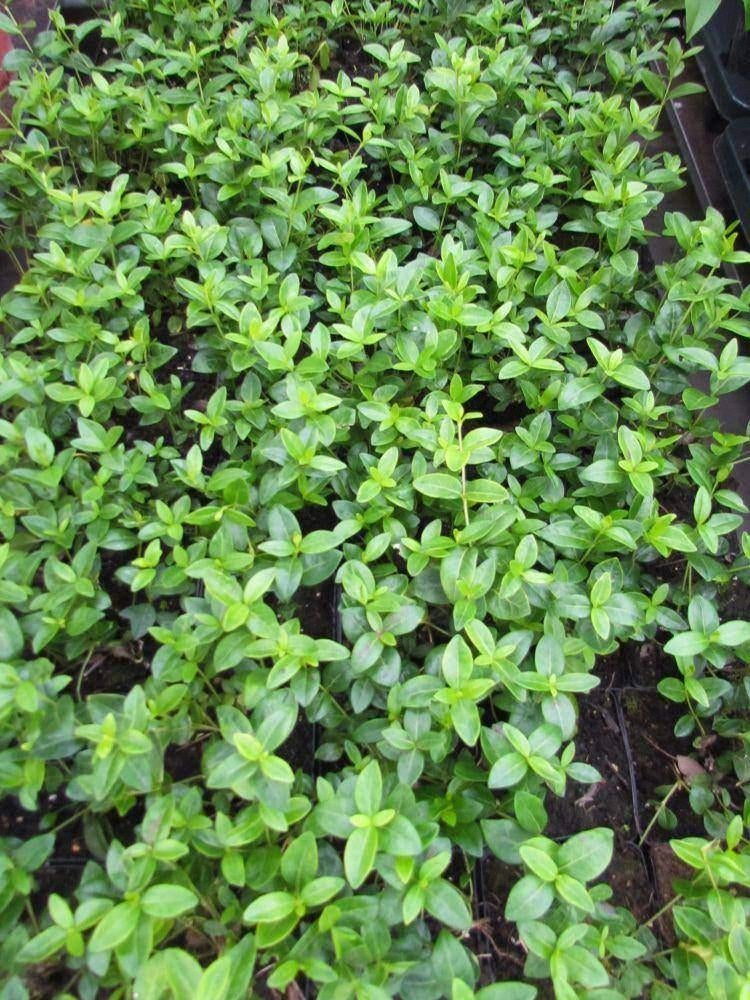 Vinca minor | Maagdenpalm | Bodembedekker, Ophalen, Bodembedekkers, Vaste plant, Halfschaduw