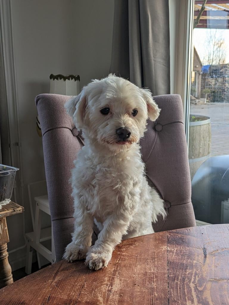 Maltezer Dekreu (geeft prachtige nakomelingen!) niet te koop, Dieren en Toebehoren, Honden | Dekreuen, 1 tot 2 jaar, Eén hond