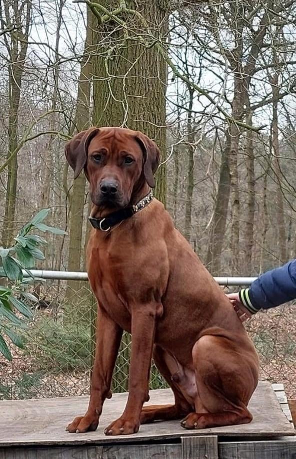 Dekreu Rhodesian Ridgeback, prachtige reu met stamboom R/R, Reu, 1 tot 2 jaar, Parvo, Meerdere