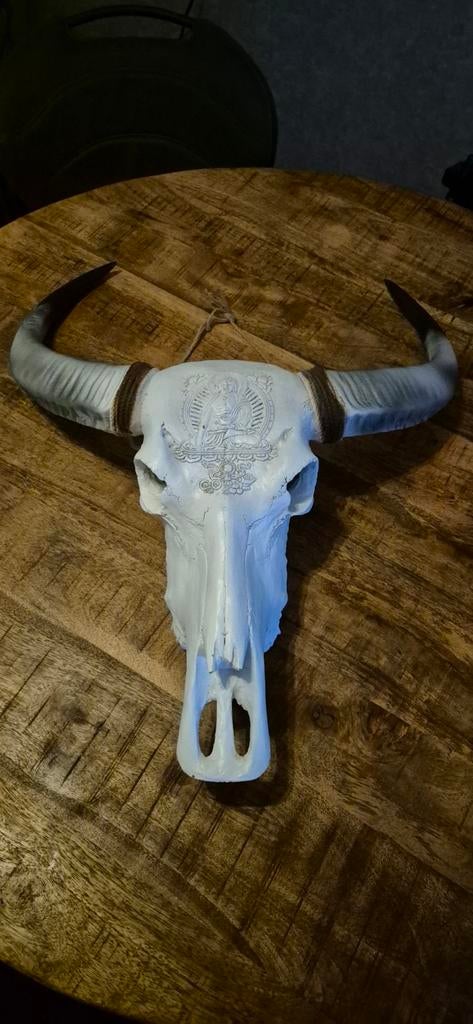 Mooie buffel skull met gravering, Ophalen, Zo goed als nieuw