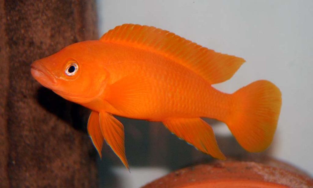 Grote keus, Malawi cichlide, 50 soorten op voorraad, Dieren en Toebehoren, Vissen | Aquariumvissen, Vis, Zoetwatervis