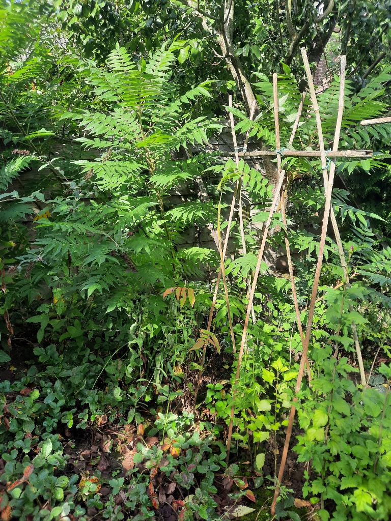 Diverse soorten bomen en struiken, jonge planten, Tuin en Terras, Overige soorten, Minder dan 100 cm, Zomer, Ophalen