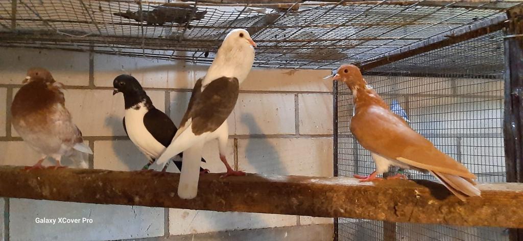 Stelt kroppers, Meerdere dieren