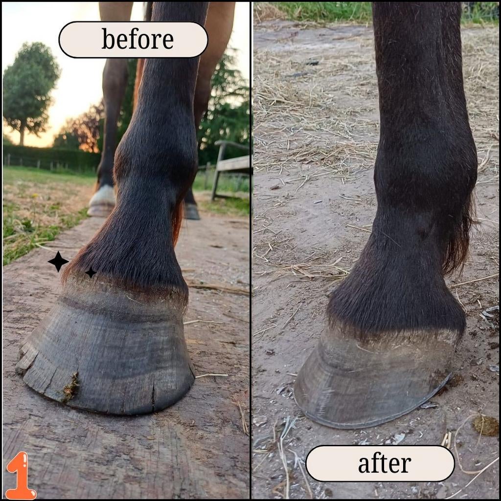 De Betuwse bekapper, Diensten en Vakmensen, Dieren | Paarden | Verzorging, Oppas en Les, Verzorging of Verzorgpony's