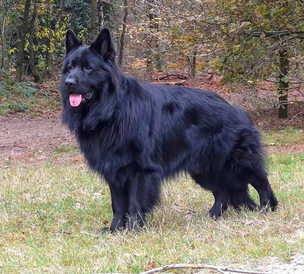 Duitse herder dekreu, Dieren en Toebehoren, Honden | Dekreuen, Particulier, Reu, 1 tot 2 jaar, Buitenland