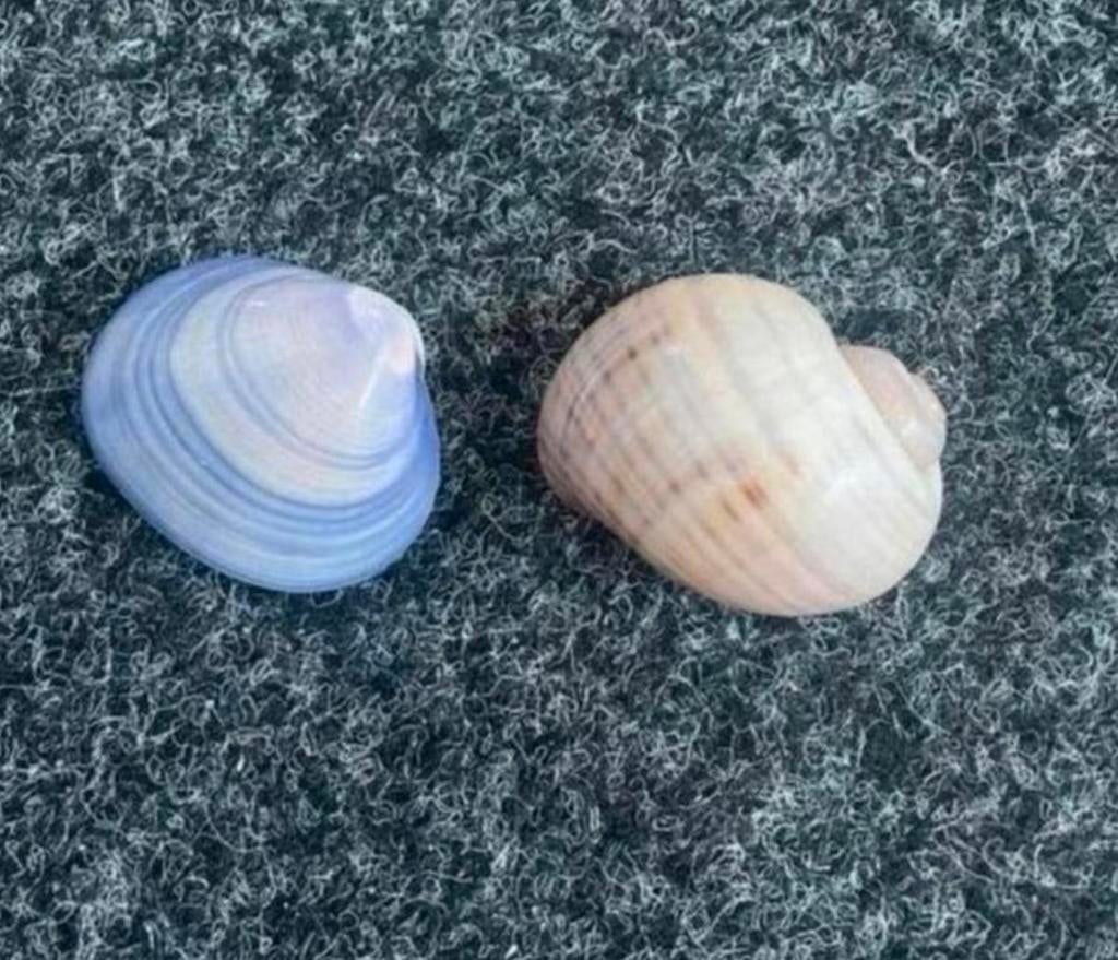 Plastic Schelpen Decoratie, Ophalen of Verzenden, Nieuw