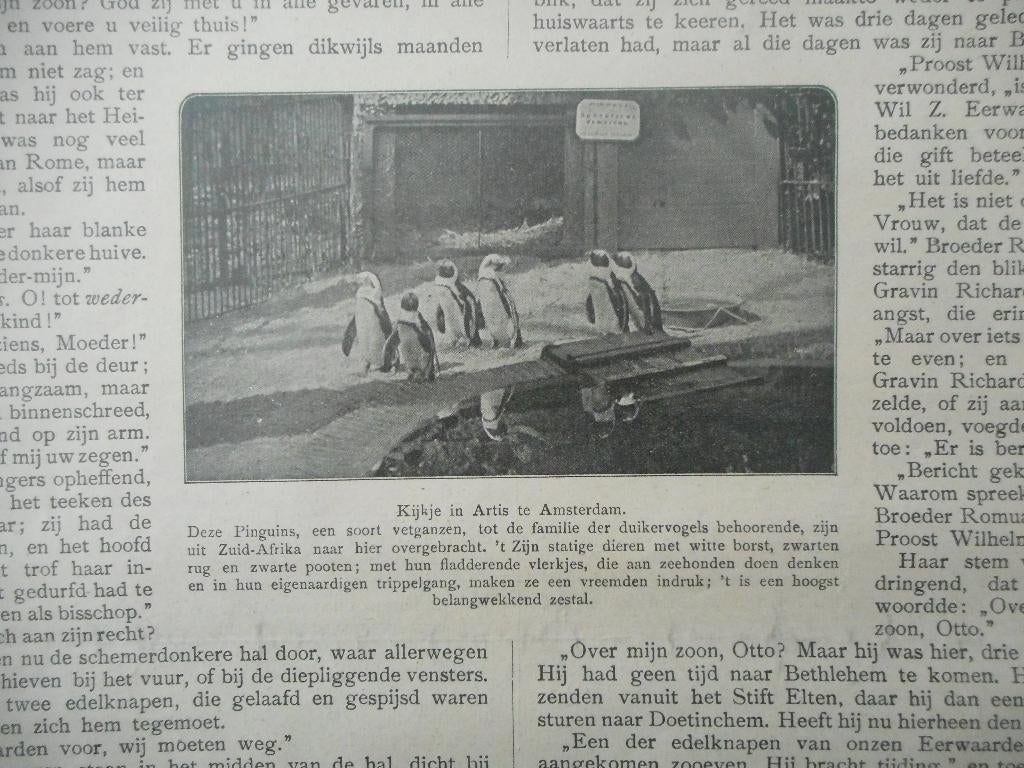 Artis. Pinguins. 1922., Ophalen of Verzenden, 1920 tot 1940, Nederland, Knipsel(s)