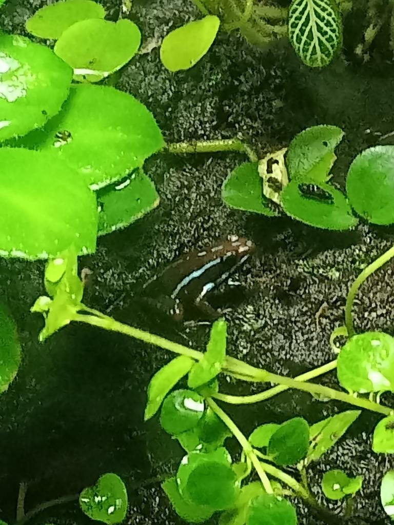 epipedobates tricolor buena esperanza gezocht man