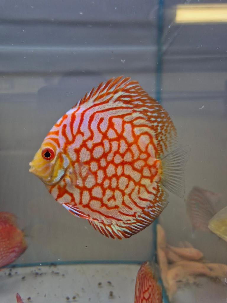 red pigeon discus, Dieren en Toebehoren, Vis, Zoetwatervis