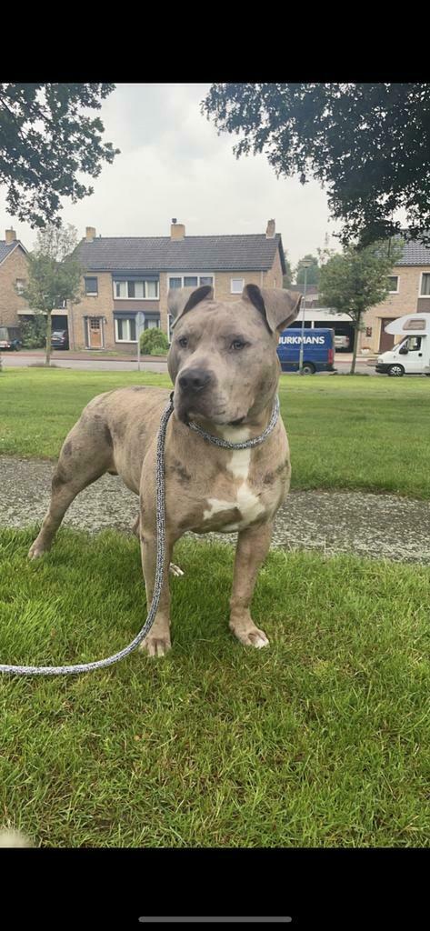 Dekreu american bully XL ABKC, Reu, 1 tot 2 jaar, Eén hond, CDV (hondenziekte)