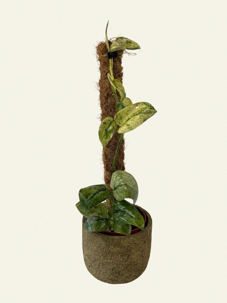 Scindapsus Dark Cloud, Huis en Inrichting, Kamerplanten, Ophalen of Verzenden, Halfschaduw, Minder dan 100 cm