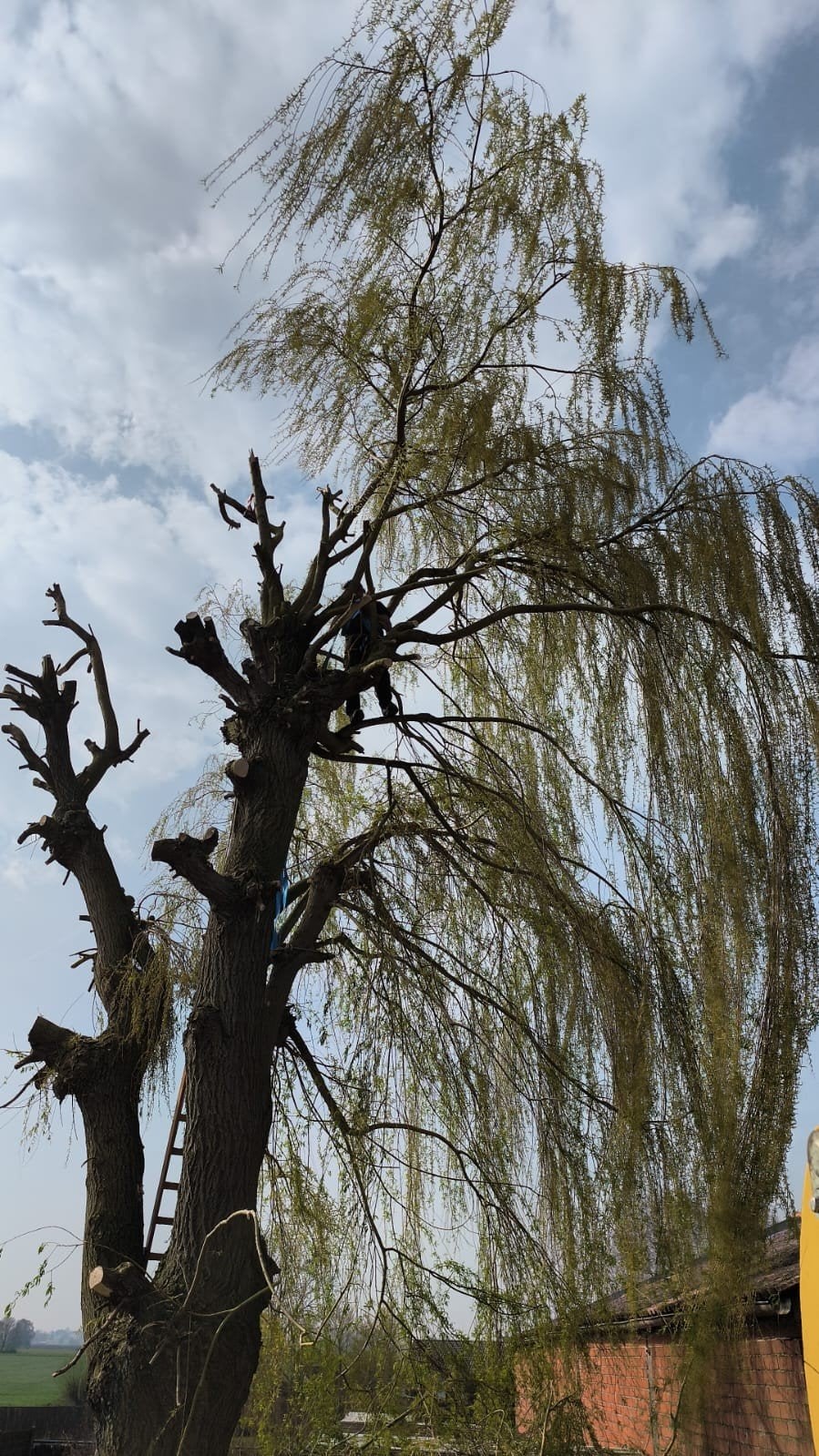 Bomen snoeien, tuinwerk, tuinrenovatie.