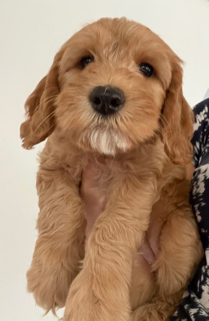 Australian Labradoodle pups van geteste ouders, Overige rassen, 8 tot 15 weken, Meerdere, Meerdere dieren