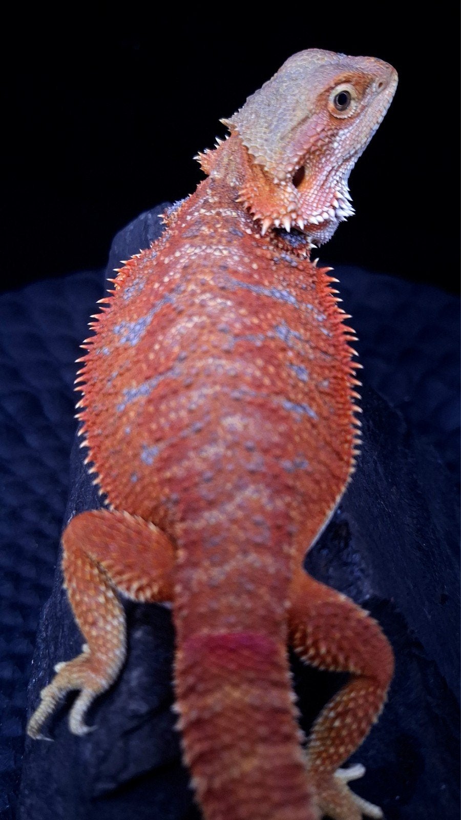 Baardagaam Vrouwen Red Hypo Blue Bar

Red Hypo
Re Bearded Dragon photo 3