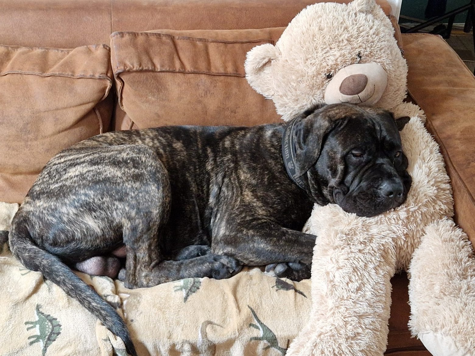 Ervaren baasje gezocht voor Cane Corso reu (omgeving Assen), Parvo, Eén hond, 3 tot 5 jaar, Nederland