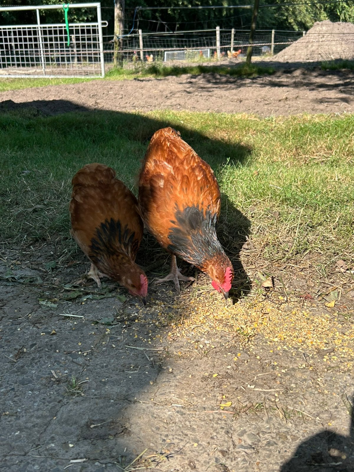 Jonge haan vorwerk X legkip, Dieren en Toebehoren, Mannelijk, Kip