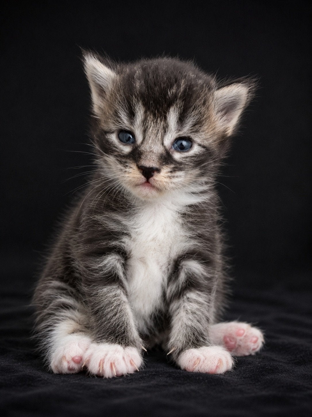 XXL Maine Coon 1 katertje polydactyl, Dieren en Toebehoren, Katten en Kittens | Raskatten | Langhaar, Meerdere dieren, Gechipt