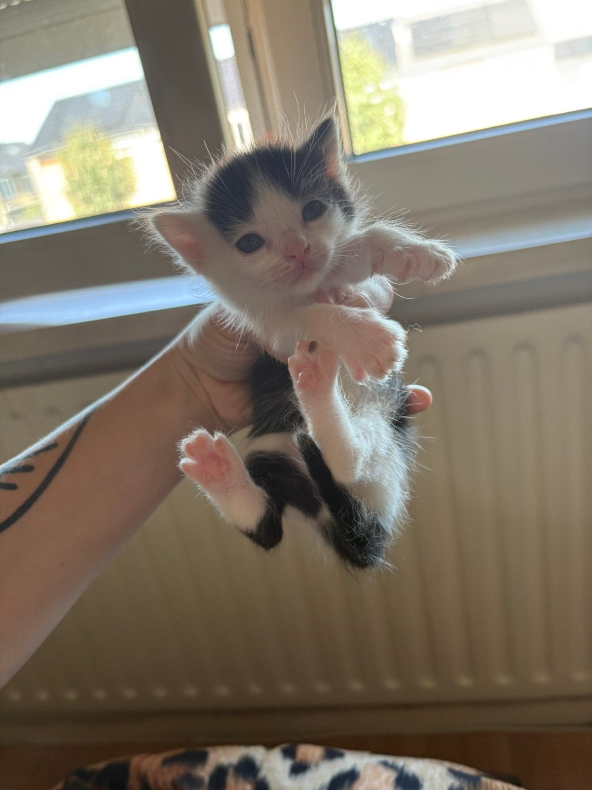 kittens nu 3 weken!, Dieren en Toebehoren, Meerdere dieren