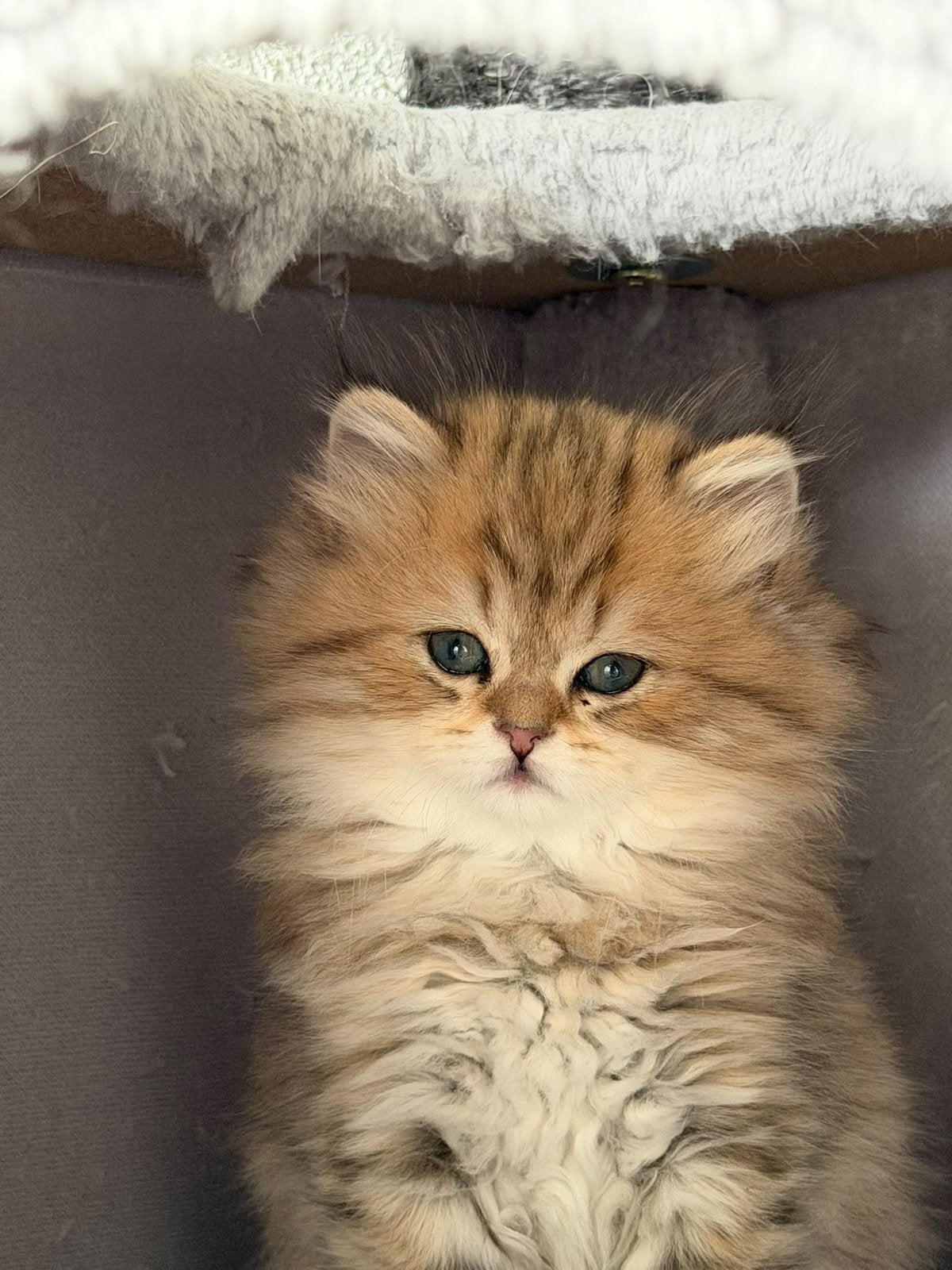 prachtige Brits langhaar poesje., Dieren en Toebehoren, Poes, Gechipt, 0 tot 2 jaar