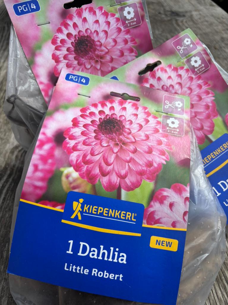 Dahlia bollen, Tuin en Terras, Bloembollen en Zaden, Knol, Volle zon, Ophalen of Verzenden