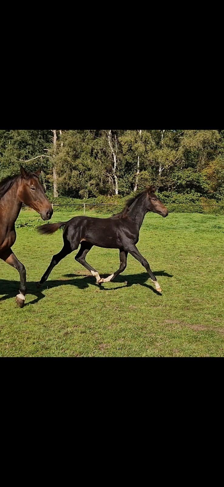 te koop mooi  donker veulen., Dieren en Toebehoren, Minder dan 160 cm, Niet van toepassing, Dressuurpaard, 0 tot 2 jaar