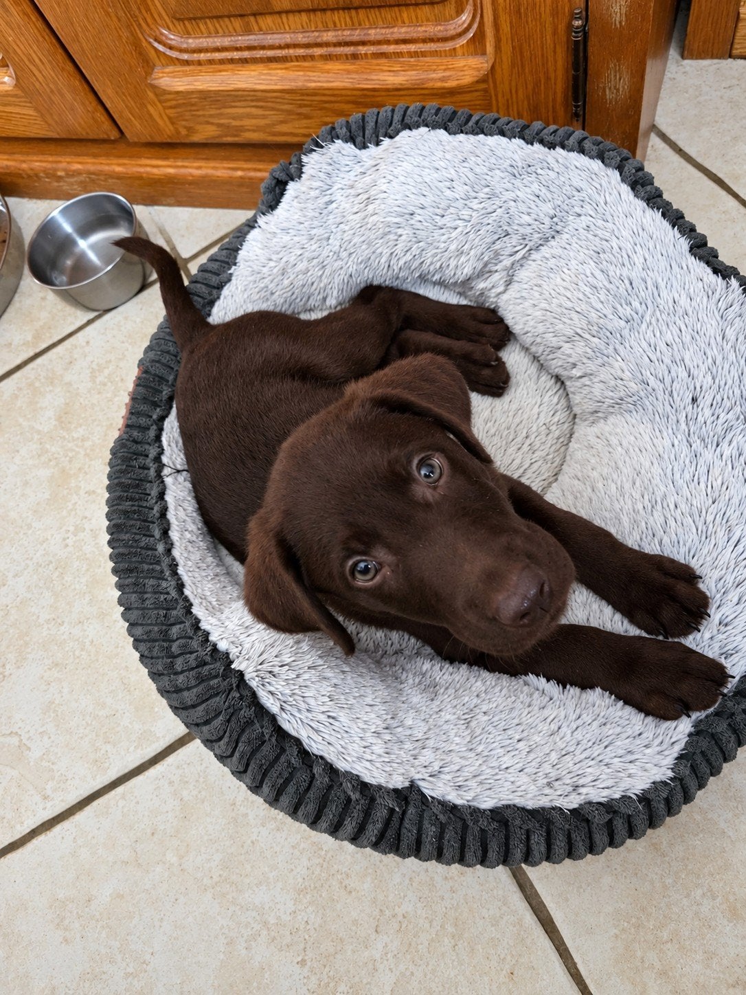 CHOCOLADE BRUINE LABRADOR PUP REU (MAG METEEN MEE), Reu, CDV (hondenziekte), 8 tot 15 weken, Labrador retriever