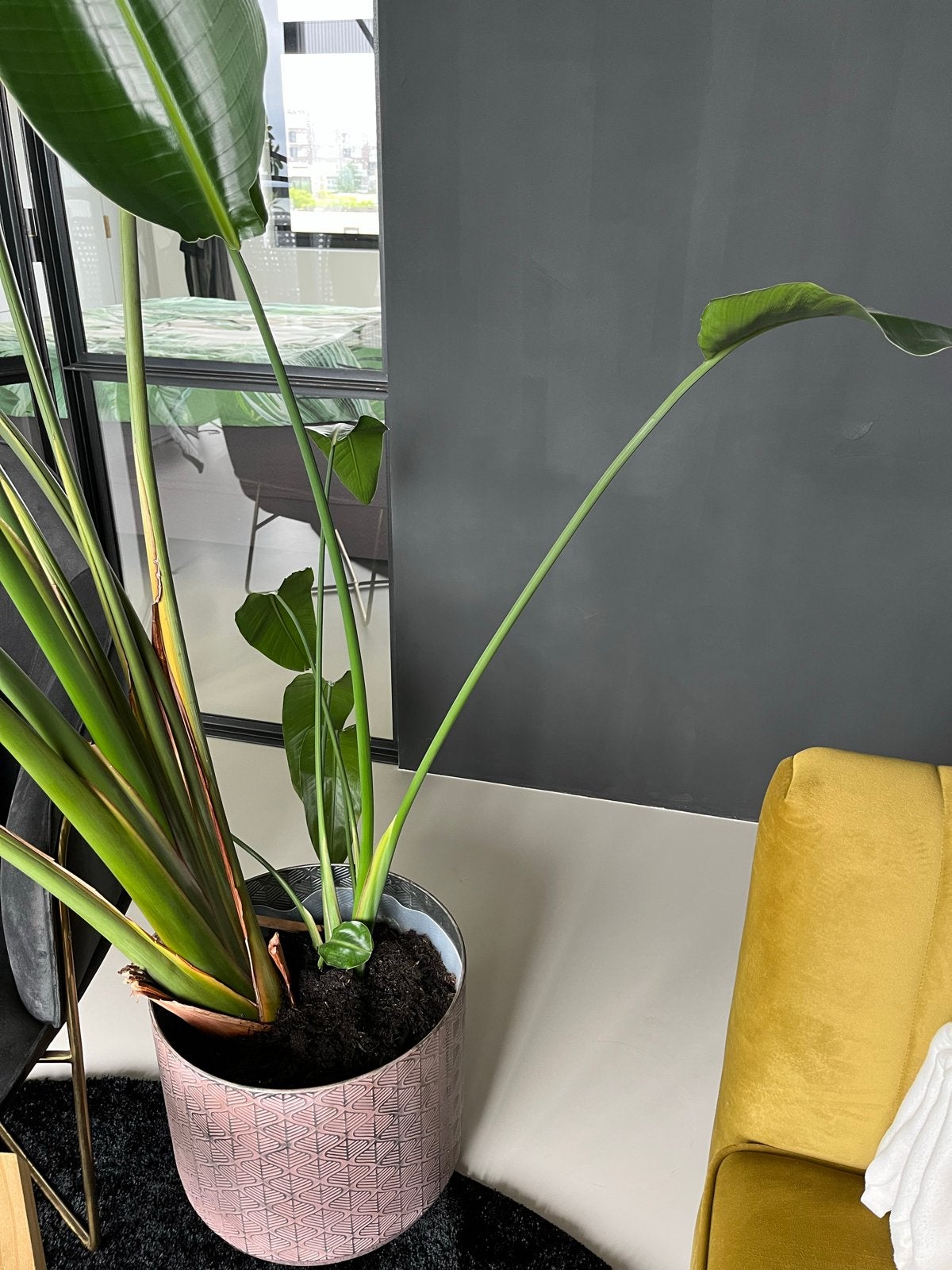Grote Strelitzia Nicolai (Paradijsvogelplant) met stek, Volle zon, Vaste plant, Bloeit niet, Ophalen