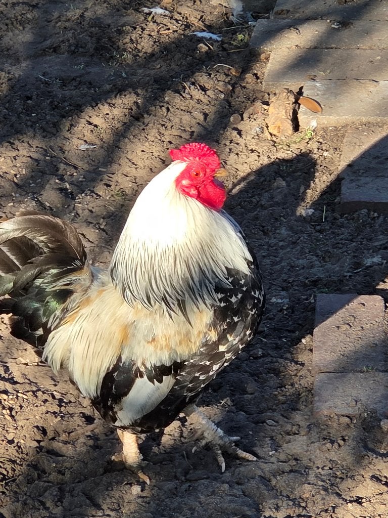 Hanen, gratis afhalen, Dieren en Toebehoren, Mannelijk, Kip
