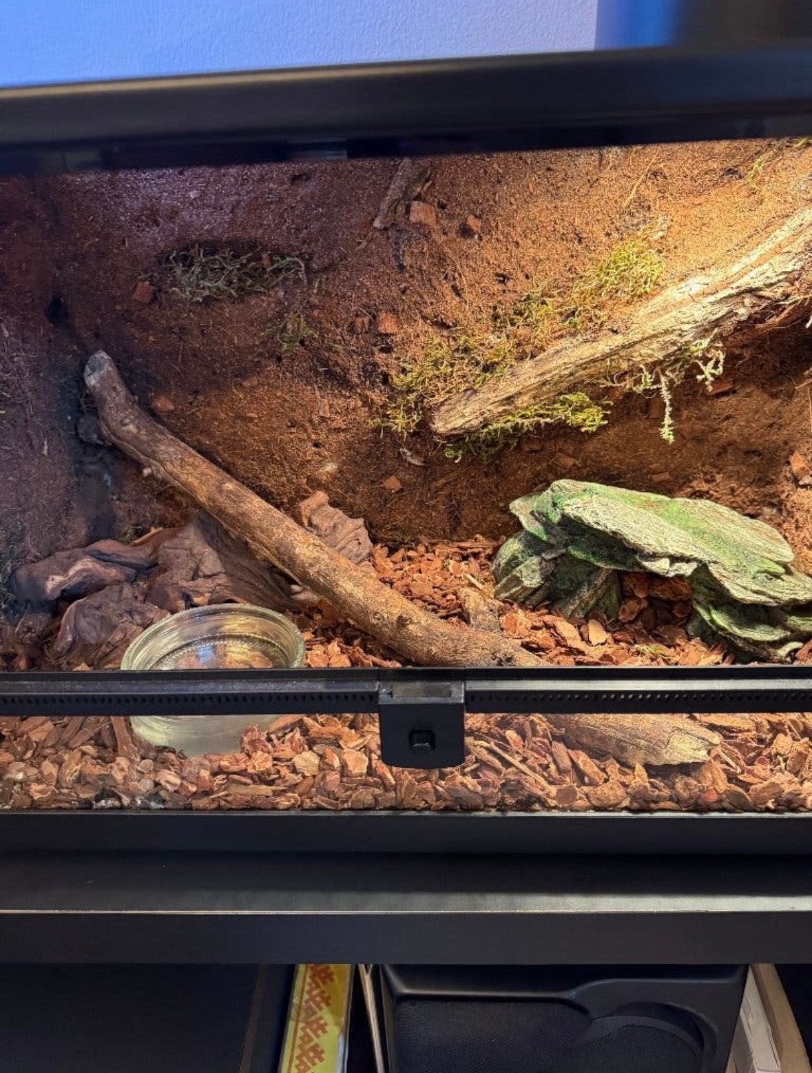 snake with terrarium