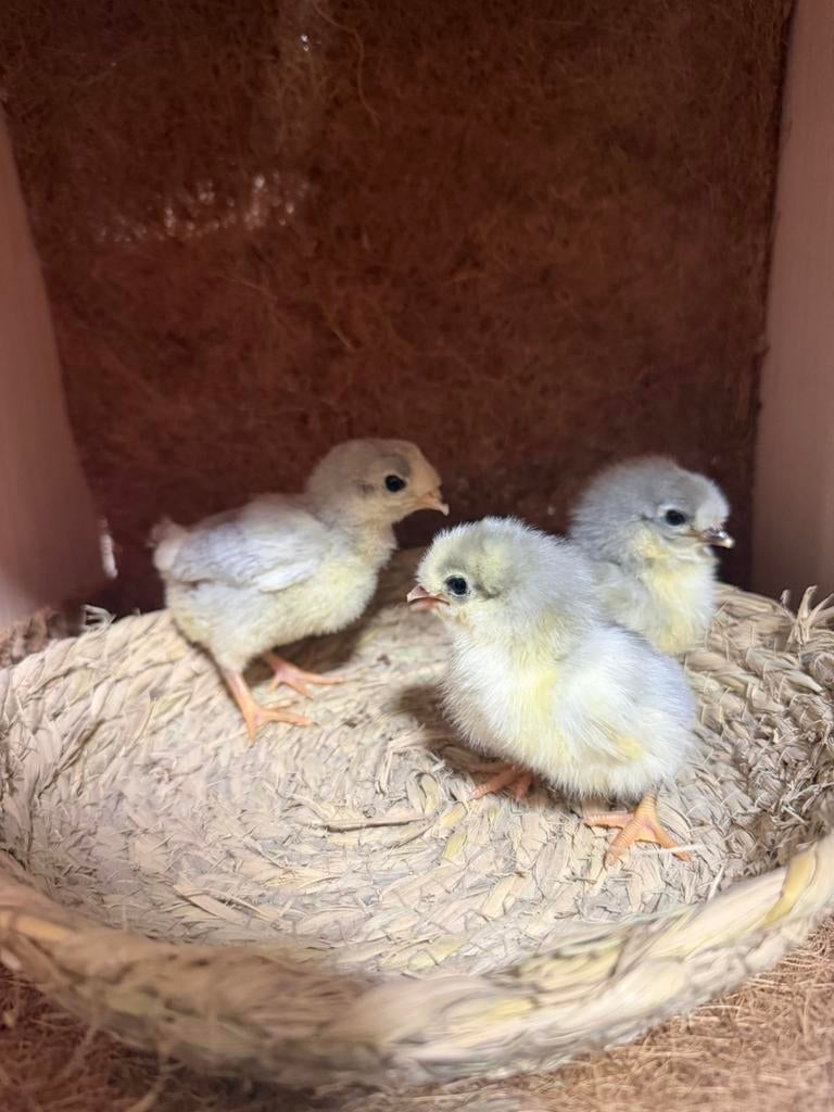 Araucana lavendel, Dieren en Toebehoren, Pluimvee, Geslacht onbekend, Kip