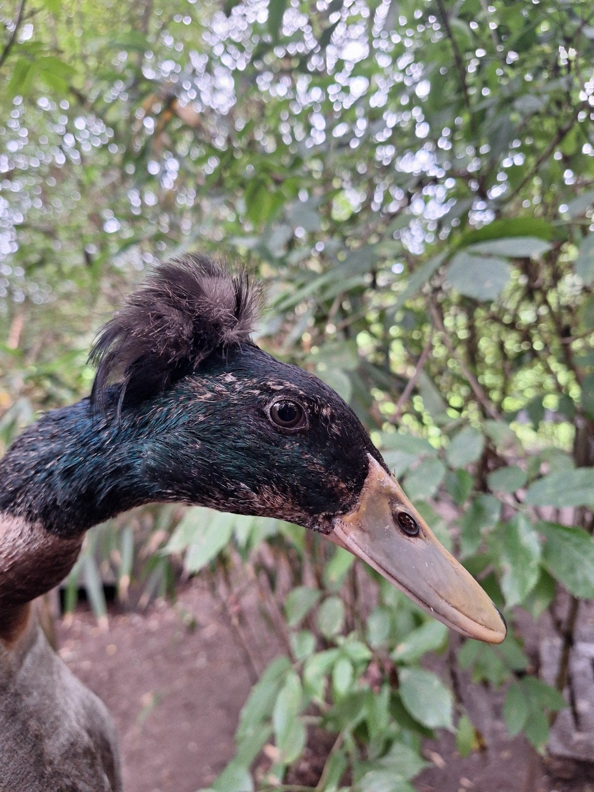 indische loopeend met kuif kuifeend, Dieren en Toebehoren, Pluimvee, Meerdere dieren, Eend
