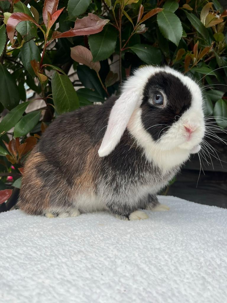 Lieve Minilop voedster te koop, Vrouwelijk, Dwerg