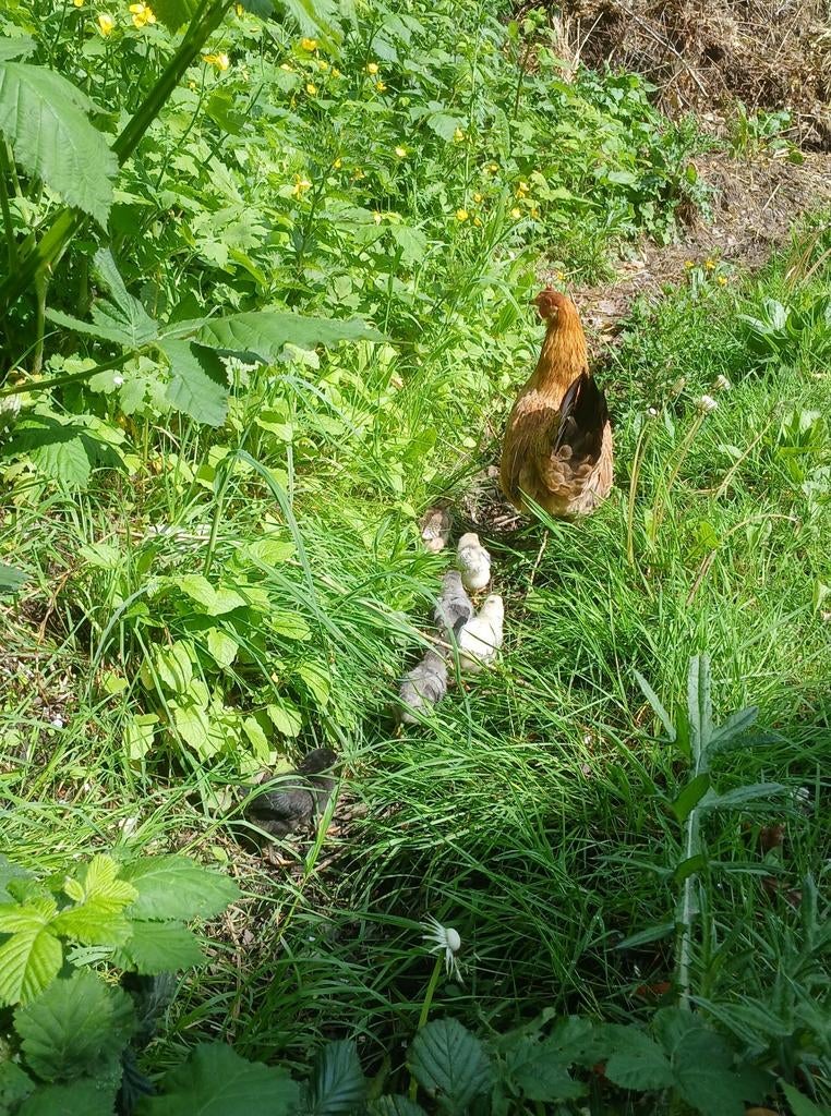 Kip met 7 kuikens (blauwlegger), Dieren en Toebehoren, Pluimvee, Meerdere dieren, Kip