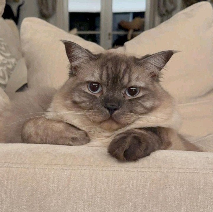 Prachtige 2-jarige Ragdoll-kater zoekt zijn gouden mandje, Kater
